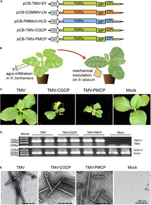 Chimeric Tobamoviruses With Coat Protein Exchanges Modulate Symptom Expression and Defence Responses in Nicotiana tabacum